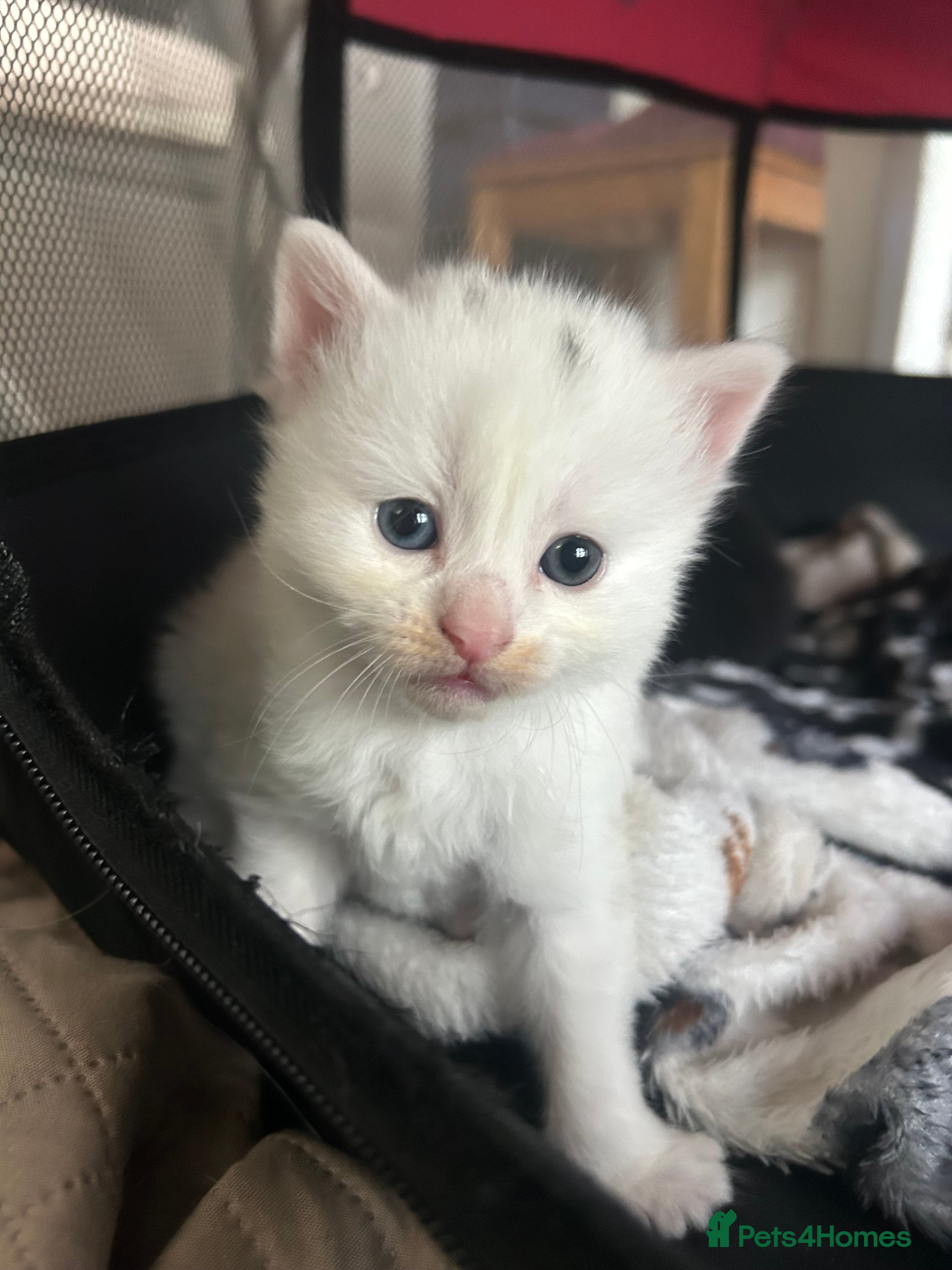 Ragdoll cats RAGDOLL X RUSSIAN WHITE kittens  - Advert 7