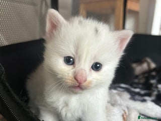 Ragdoll cats RAGDOLL X RUSSIAN WHITE kittens - Advert 11