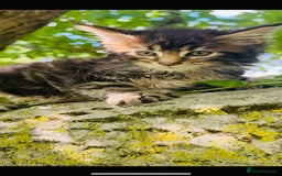 Maine Coon cats for sale: Stunning Pure Breed Maine Coon Kittens  - Image 15