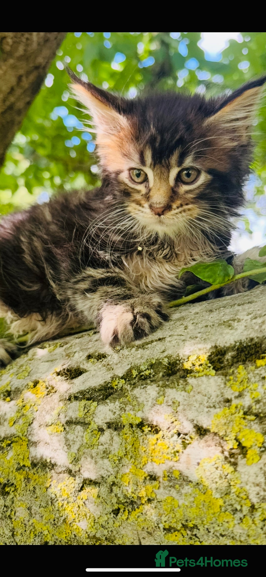 Maine Coon cats for sale: Stunning Pure Breed Maine Coon Kittens  - Image 15