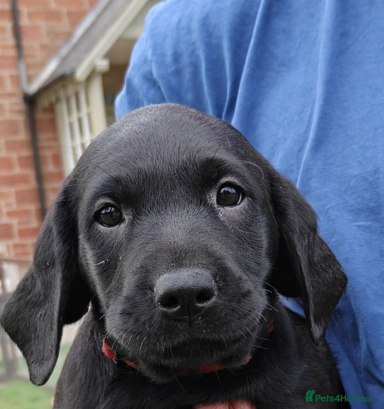 Labrador Retriever dogs 2 Black girls -Labrador Puppies - Ready in 1 week! - Advert 11