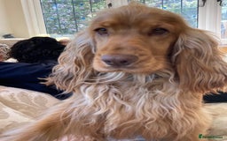 Cocker Spaniel dogs for sale: KC Show Cocker Spaniel Puppies - Due Sept  - Image 13