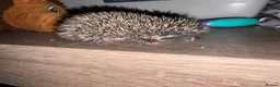 Pygmy Hedgehog rodents for sale: Baby Pygmy Hedgehogs for Sale - Advert 8