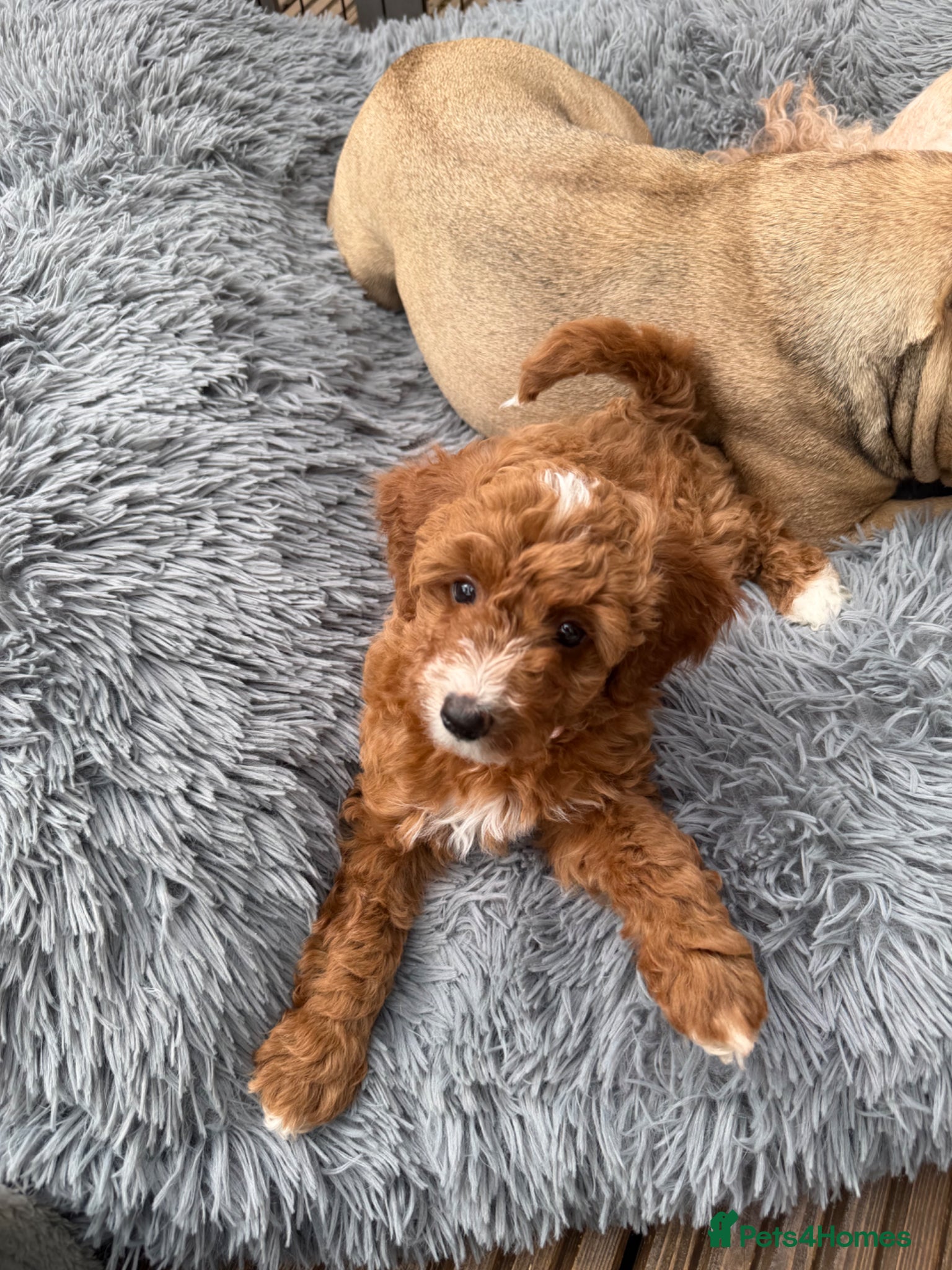 Australian Labradoodle dogs 🐶READY TO GO LAST 3 AVAILABLE🐶 - Advert 6