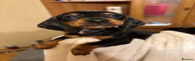 Black & Tan Boy 1 