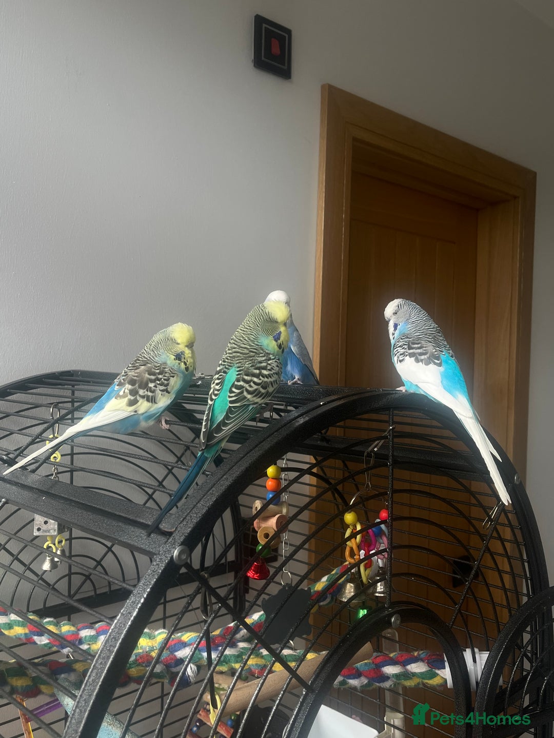 Budgerigars birds for sale: Four beautiful budgies🩵 comes with a cage - Advert 4