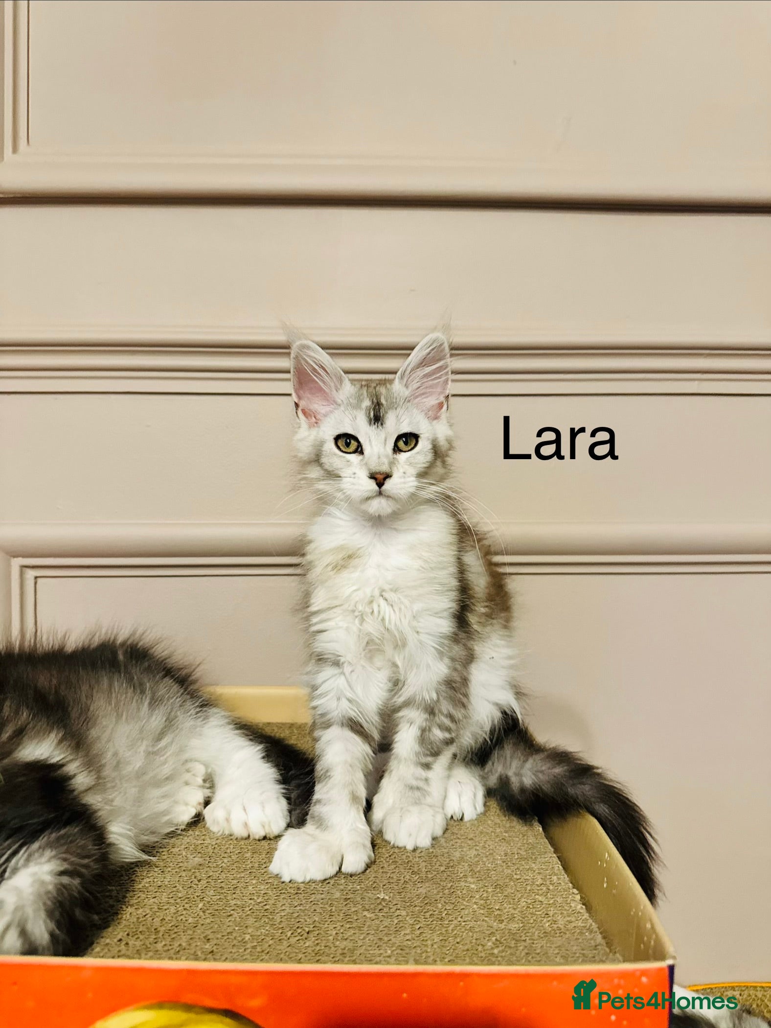 Maine Coon cats Maine coon polydactyls kittens DNA clear TICA reg - Advert 1