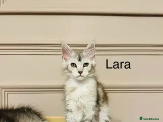 Maine Coon cats Maine coon polydactyls kittens DNA clear TICA reg - Advert 6