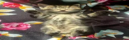 Bengal cats for sale: Bengal x Maine Coon Kittens - Advert 7
