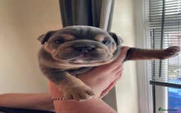 English Bulldog dogs for sale: New English bull dogs  - Image 19