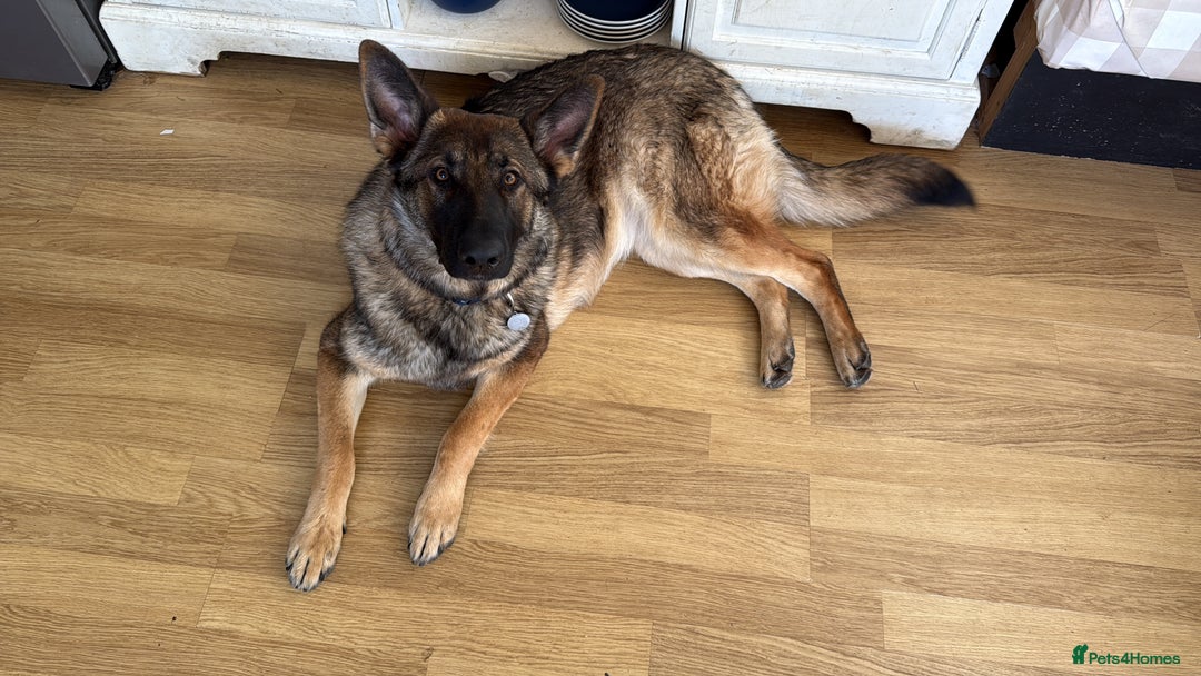 German Shepherd dogs for sale: 1 year old German Shepard female. - Image 2