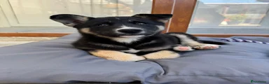 Shepsky 2