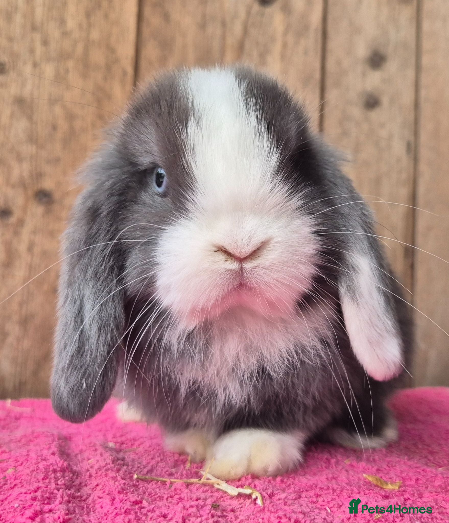 Mini Lop rabbits Baby Mini lop ready now - Advert 4