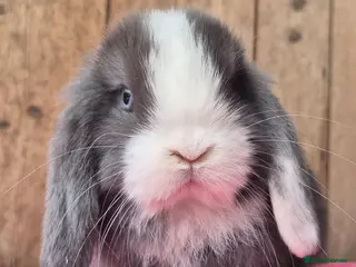 Mini Lop rabbits Baby Mini lop ready now - Advert 4