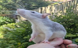 Rat rodents for sale: Fancy,Dumbo,Siamese and Rex Rats For Sale - Image 6