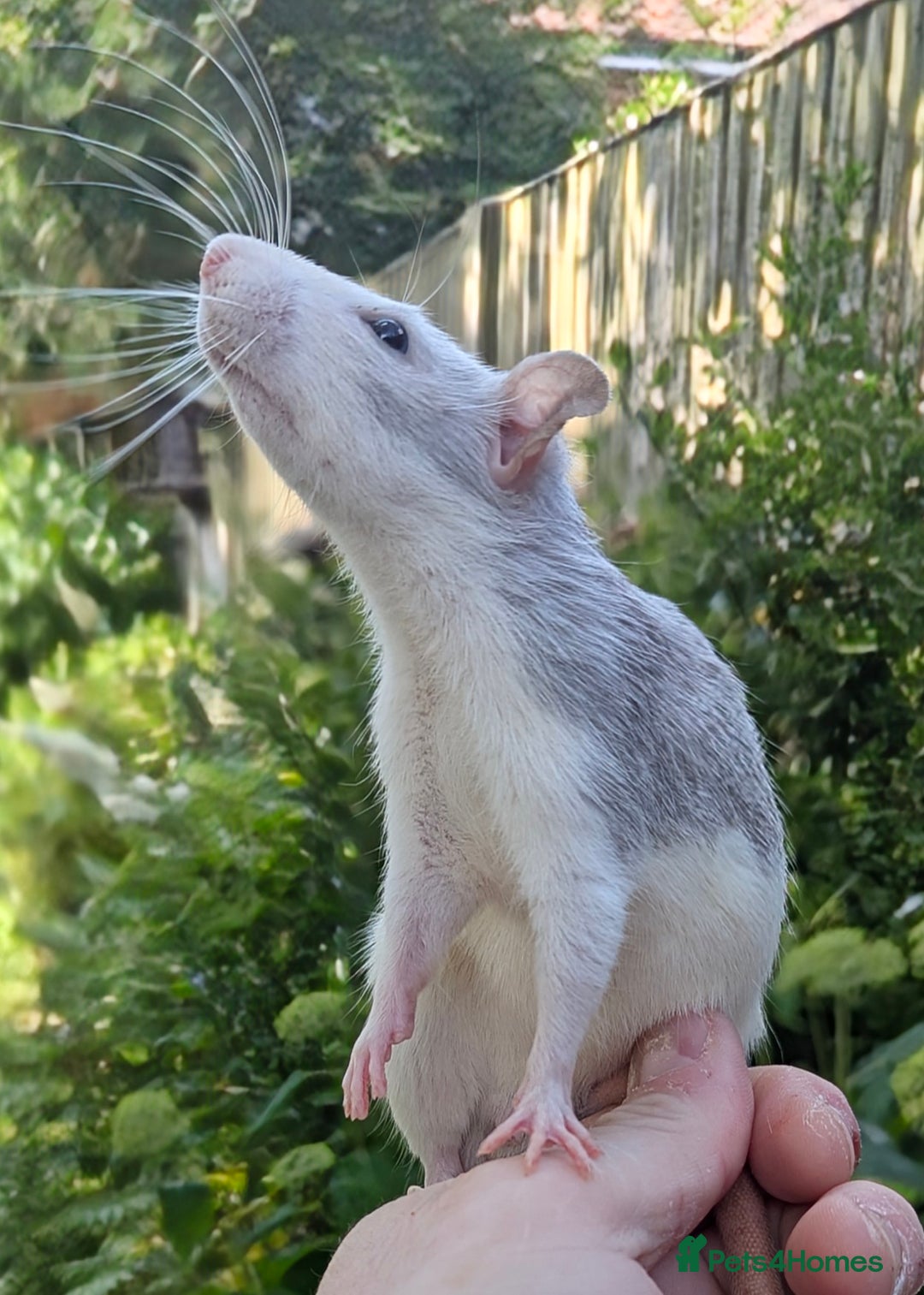 Rat rodents for sale: Fancy,Dumbo,Siamese and Rex Rats For Sale - Image 6