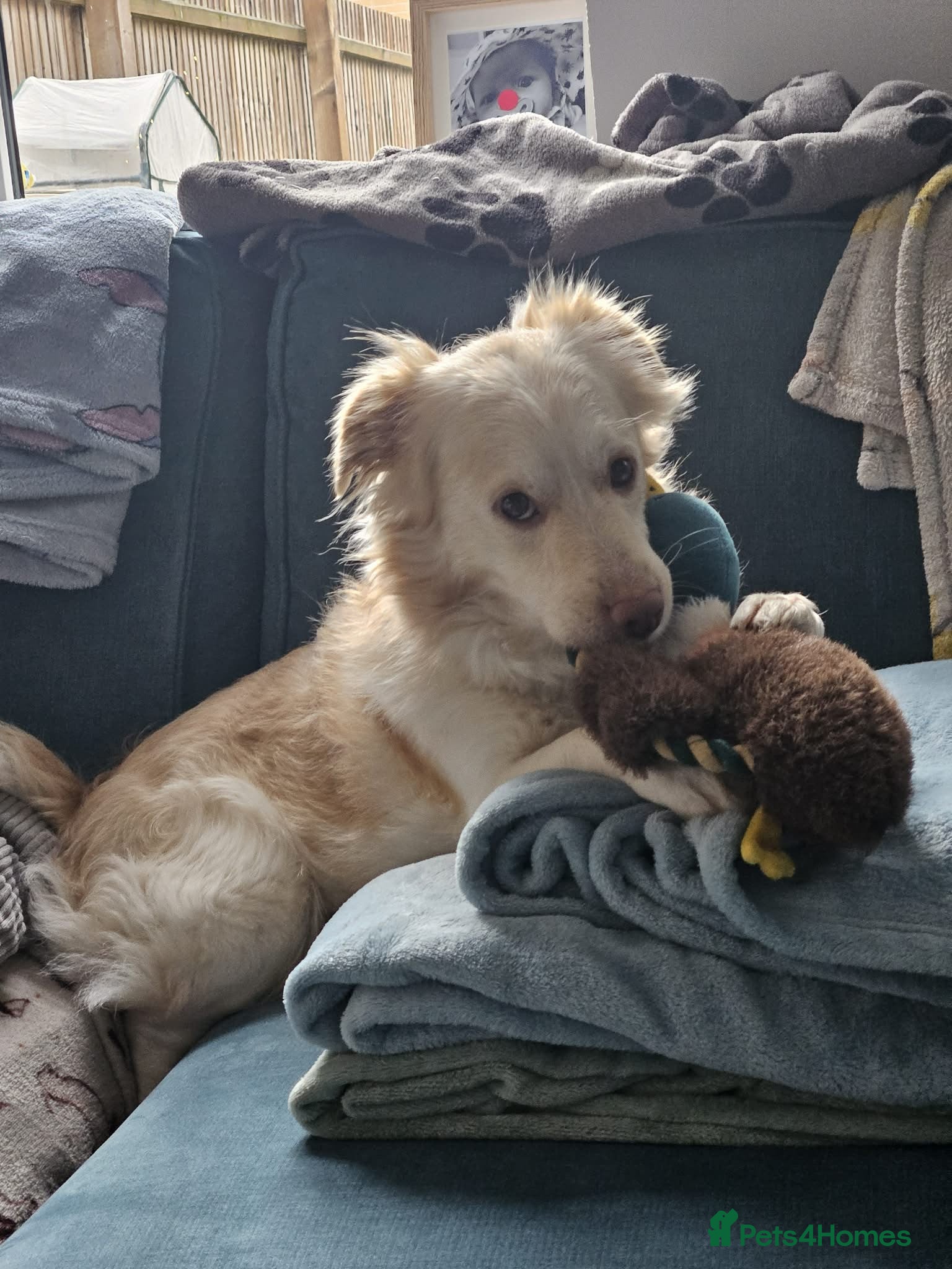 Mixed Breed dogs Monty needs his forever home - Advert 2