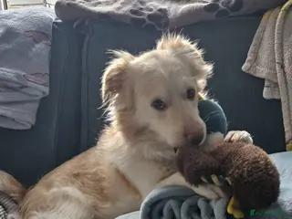 Mixed Breed dogs Monty needs his forever home - Advert 2