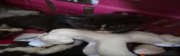 Maine Coon cats for sale: 3 Maine coon / British shorthair kittens  - Advert 8