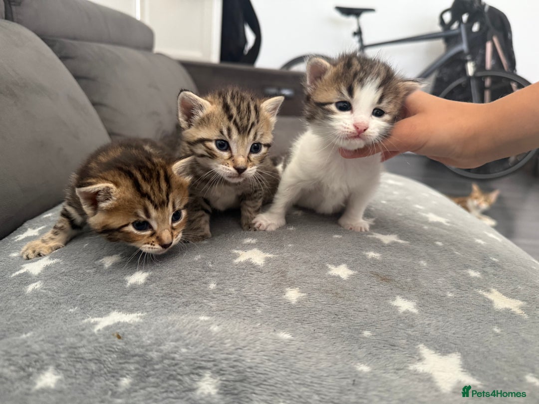 Bengal cats for sale: Mixed Bengal Kittens - Image 2