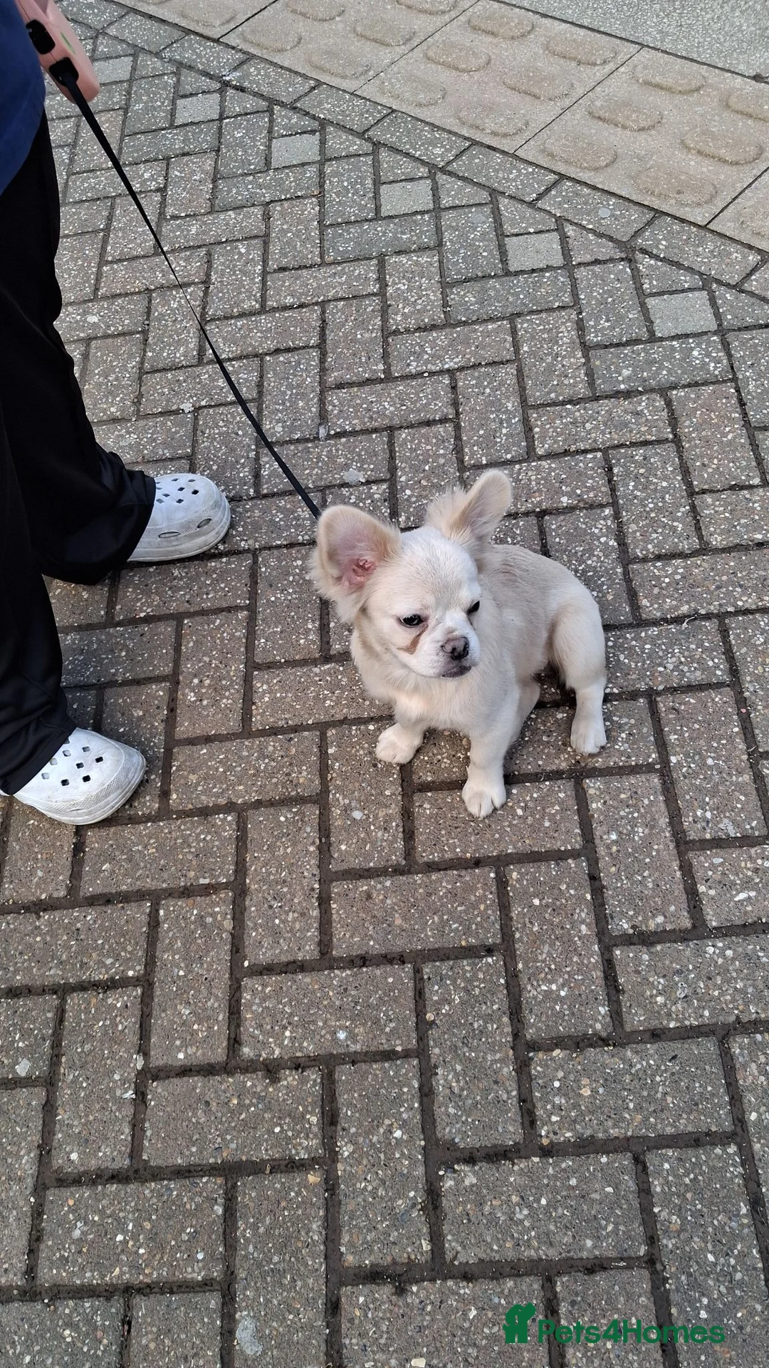 French Bulldog dogs for sale: Betty The Fluffy Frenchie  - Advert 5