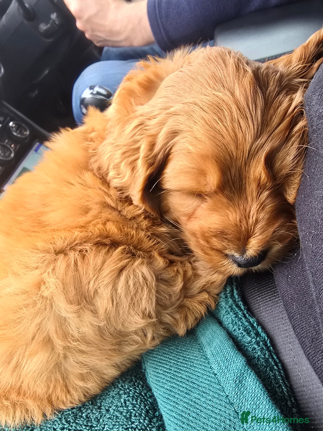 Cockapoo dogs for sale: 10 Month Old Cockapoo - Advert 2