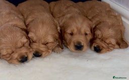 Golden Retriever dogs for sale: Gorgeous kc red  golden retriever puppies  - Image 8