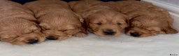 Golden Retriever dogs for sale: Gorgeous kc red  golden retriever puppies  - Advert 8