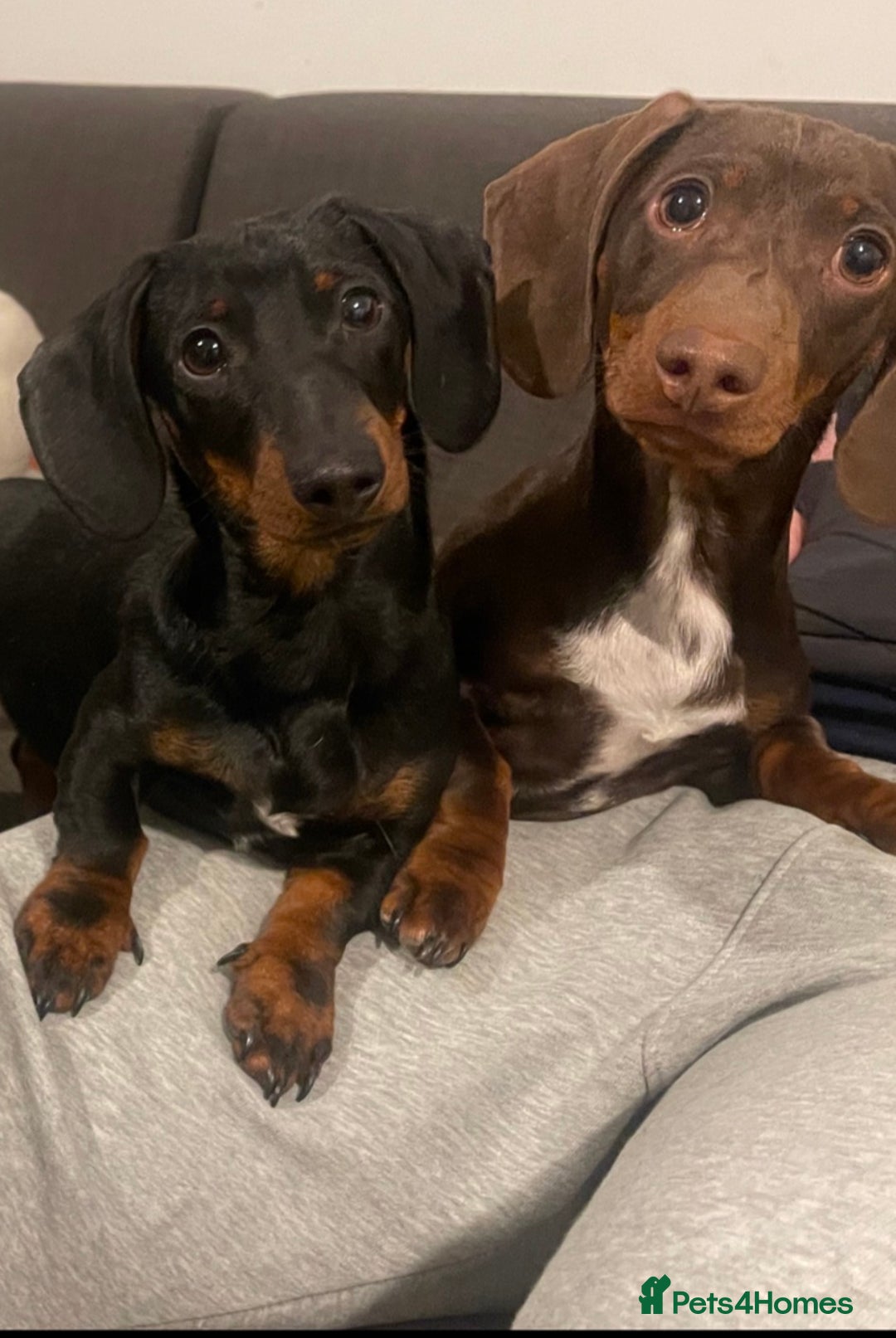 Miniature Dachshund dogs for stud: Squirty Bertie Stud Dog  - Advert 3