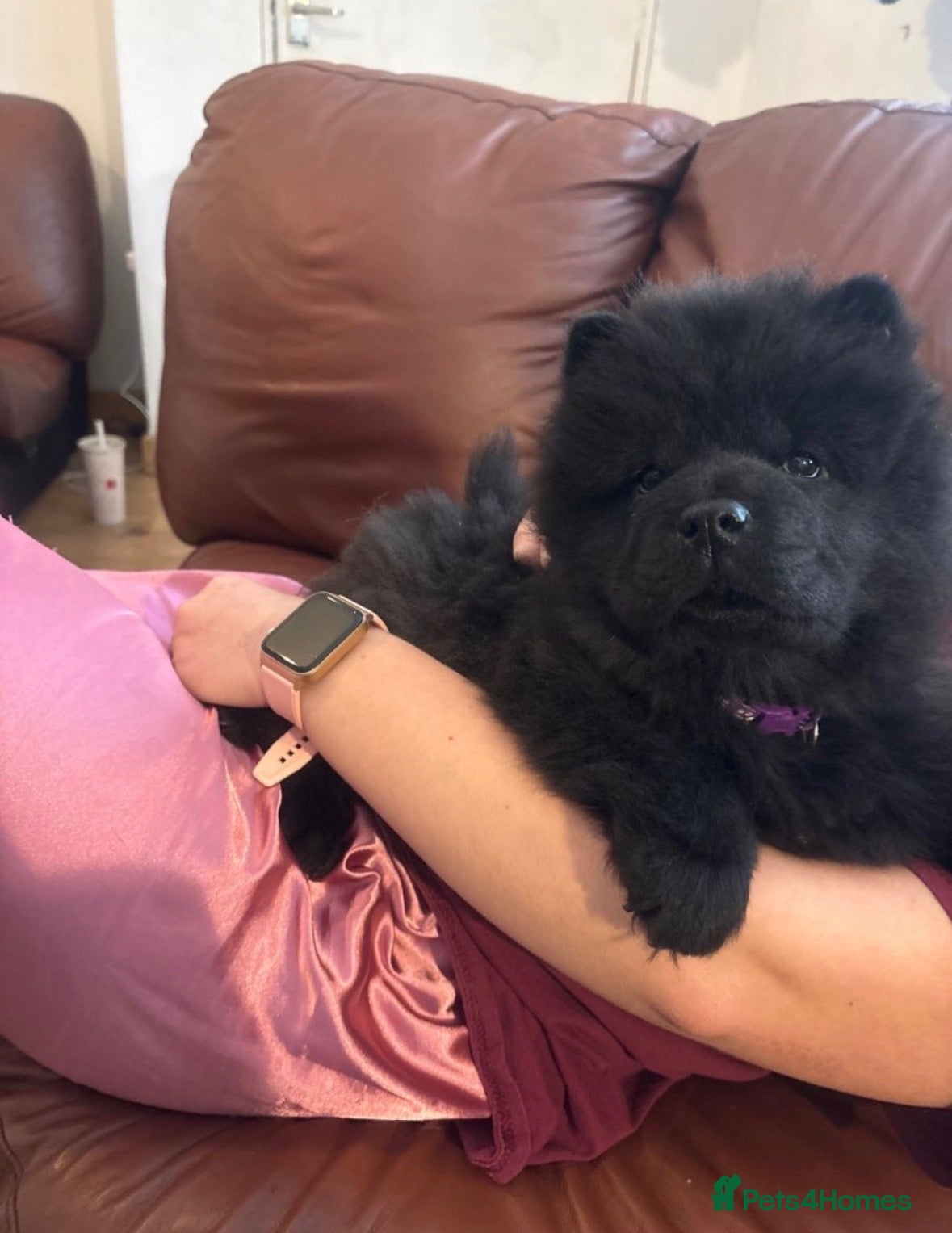 Chow Chow dogs Looking for there home 🏠 £1200! - Advert 11