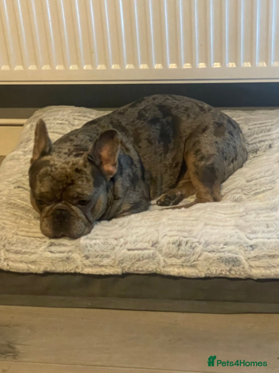 French Bulldog dogs for sale: Merle French bulldog - Image 1