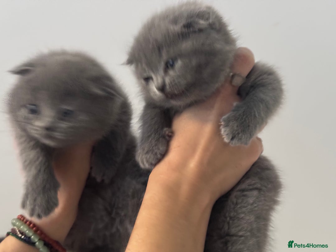Scottish Fold cats for sale: Beautiful British Shorthair Scottish Fold Kittens - Advert 19