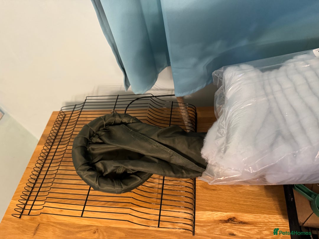 Finches birds for sale: I have 15 zebra finches for sale large cage  - Image 4