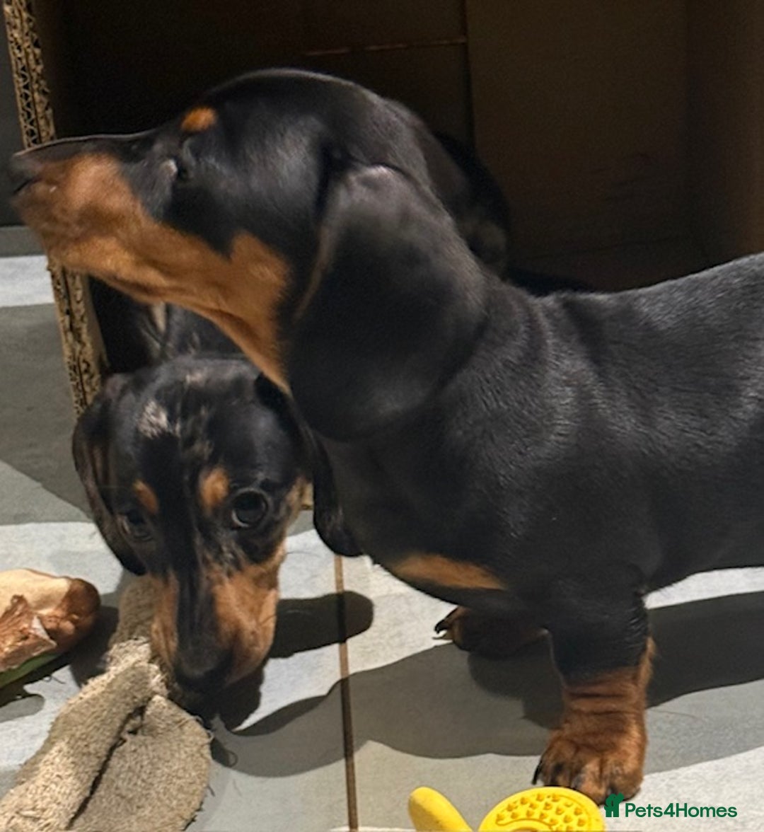 Miniature Dachshund dogs for sale: Ruby and Marley pups - Advert 3