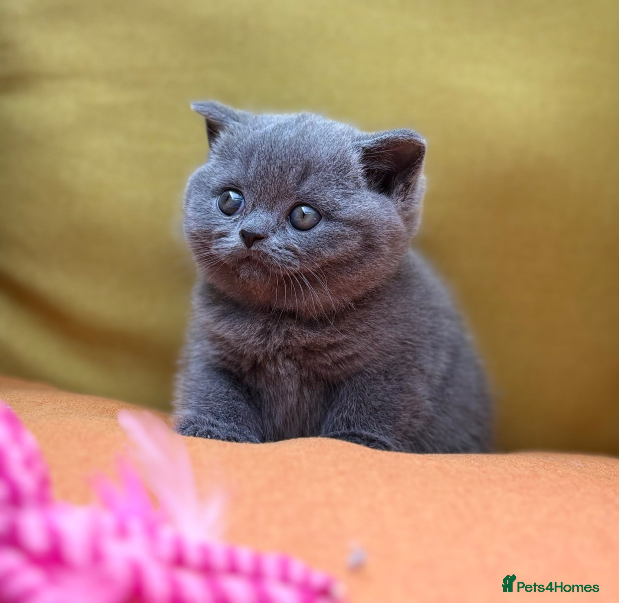 British Shorthair cats British Shorthair Kittens - GCCF - Advert 1