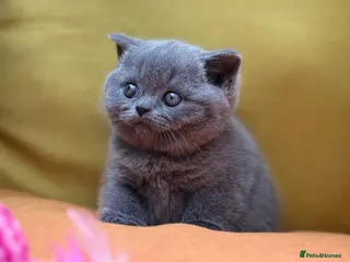 British Shorthair cats British Shorthair Kittens - GCCF - Advert 1