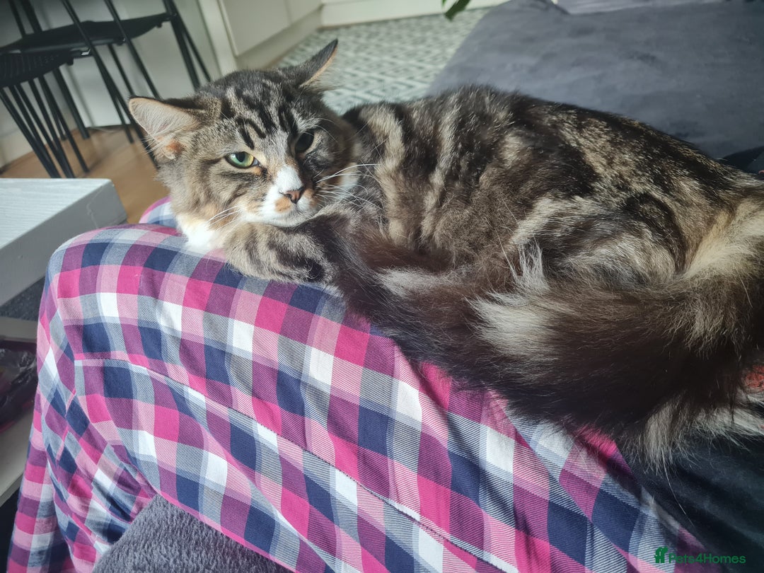 Mixed Breed cats for sale: Lovely mixed tabby cat - Image 6