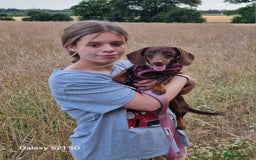 Miniature Dachshund dogs for sale: Beautiful Miniature Smooth Girl Mabel - Image 4