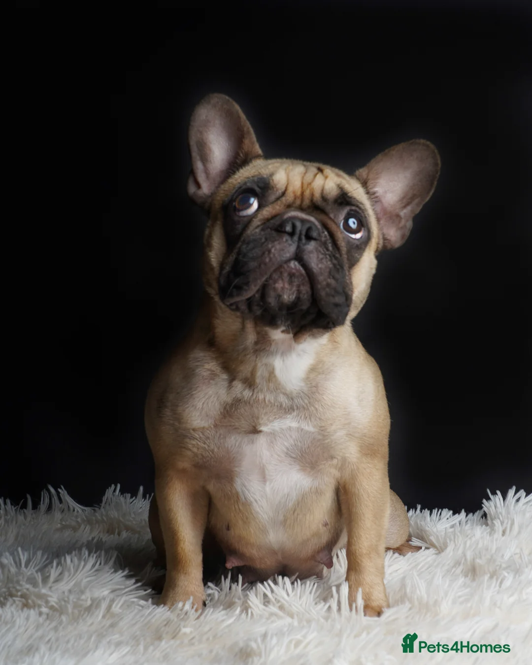French Bulldog dogs for sale: 4 years beautiful French bulldog  - Advert 2
