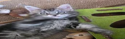 Maine Coon cats for sale: Beautiful purebred Main Coons kittens for sale  - Advert 8