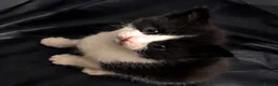 Ragdoll cats for sale: Ragdoll Kittens  - Advert 9