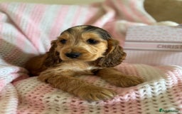Cocker Spaniel dogs for sale: Last 2 boys fully vaccinated health checked  - Image 14