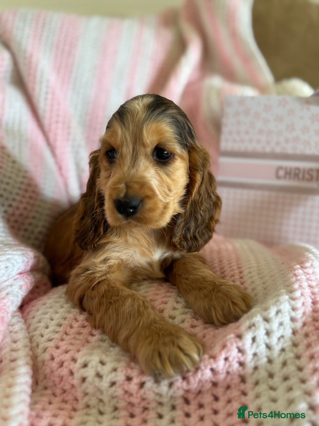 Cocker Spaniel dogs for sale: Last 2 boys fully vaccinated health checked  - Image 14