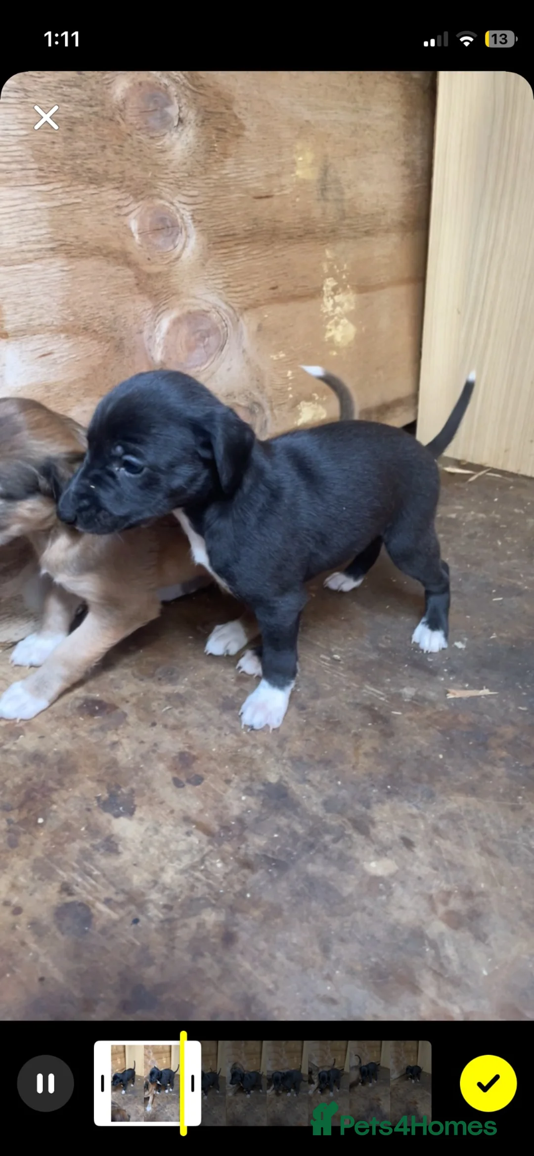 Mixed Breed dogs for sale: Saluki Greyhound Pup - Advert 2