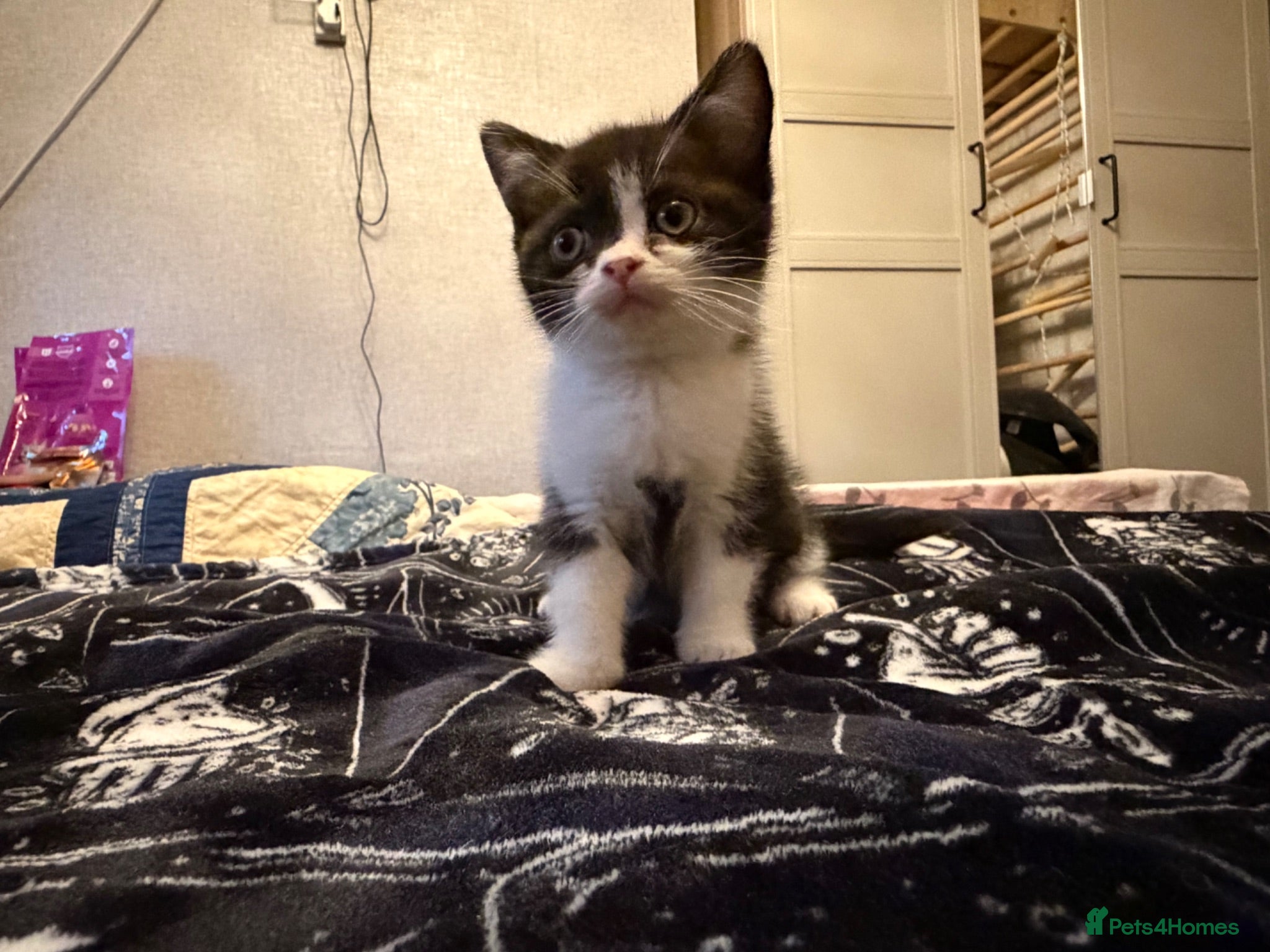 British Shorthair cats Kittens ready for a new home  - Advert 1