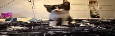 British Shorthair 1