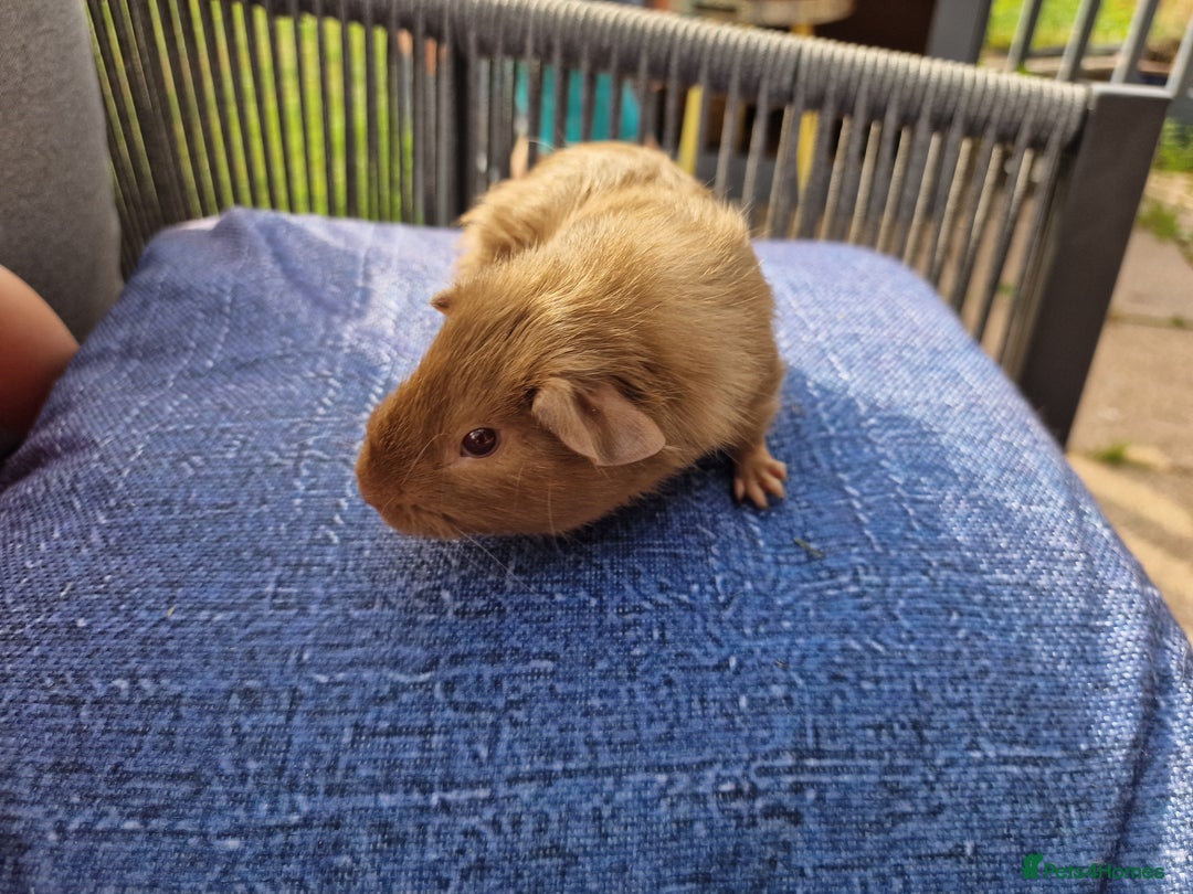 Guinea Pig rodents for sale: Male Guinea Pig for sale  - Image 2