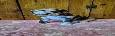 Great Dane 4