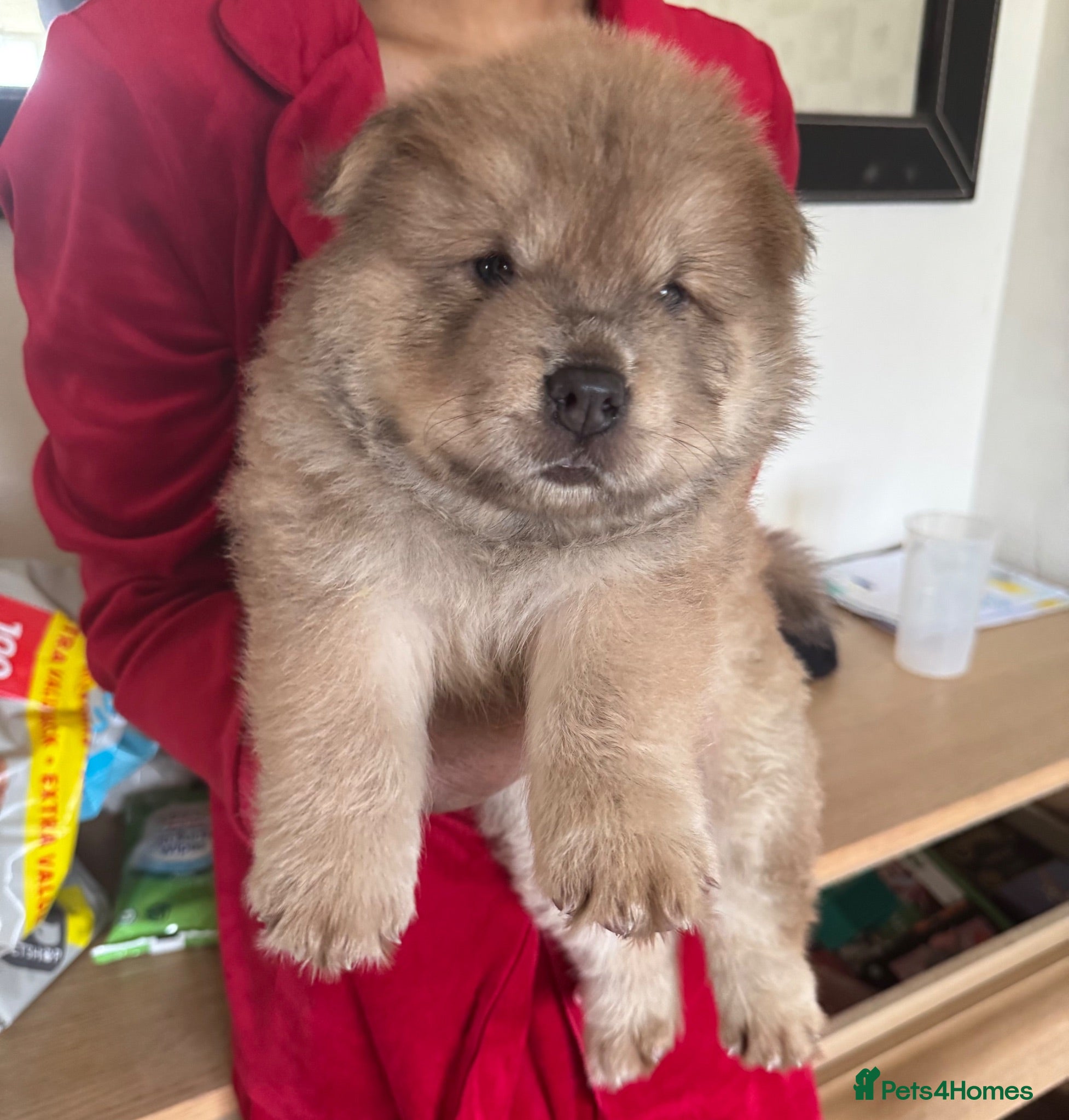 Chow Chow dogs Smooth Chow Chow Male Puppy – Cinnamon  - Advert 7