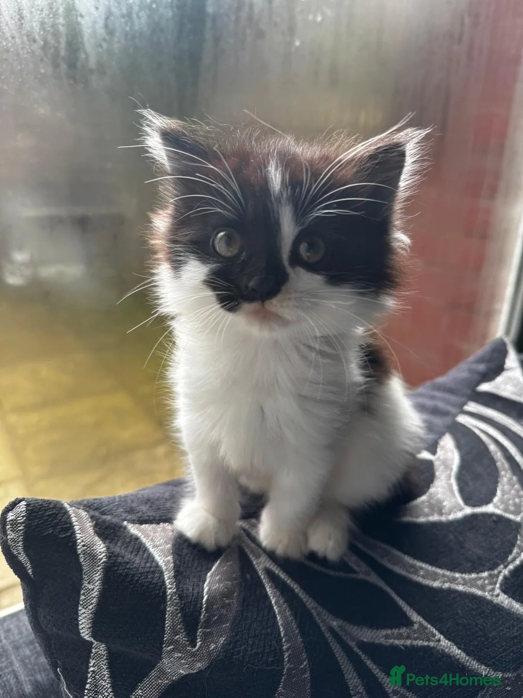 Mixed Breed cats for sale: 2 Fluffy kittens  - Advert 1